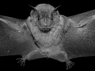 Retinofugal Projections Into Visual Brain Structures in the Bat Artibeus planirostris: A CTb Study